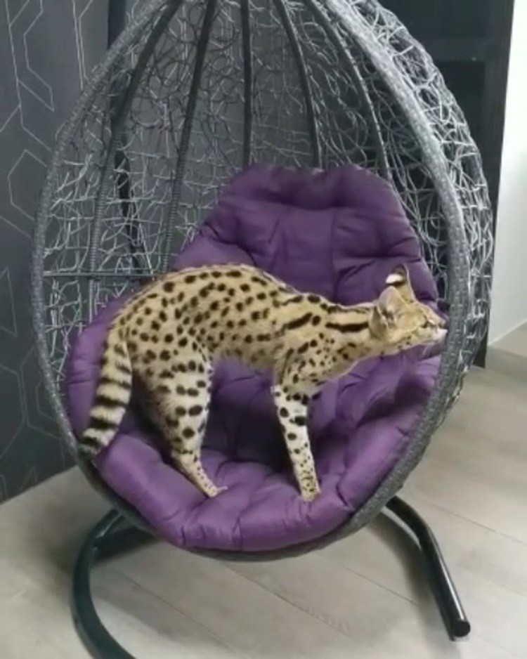 Подвесное кресло в стиле лофт