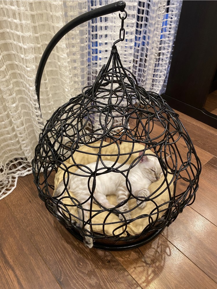 Кокон для животных