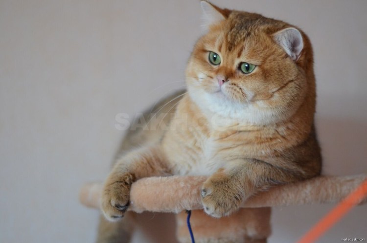 Британская шиншилла Золотая тикированная