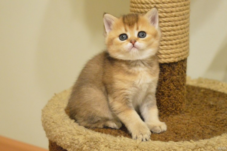 Шотландская шиншилла ny12