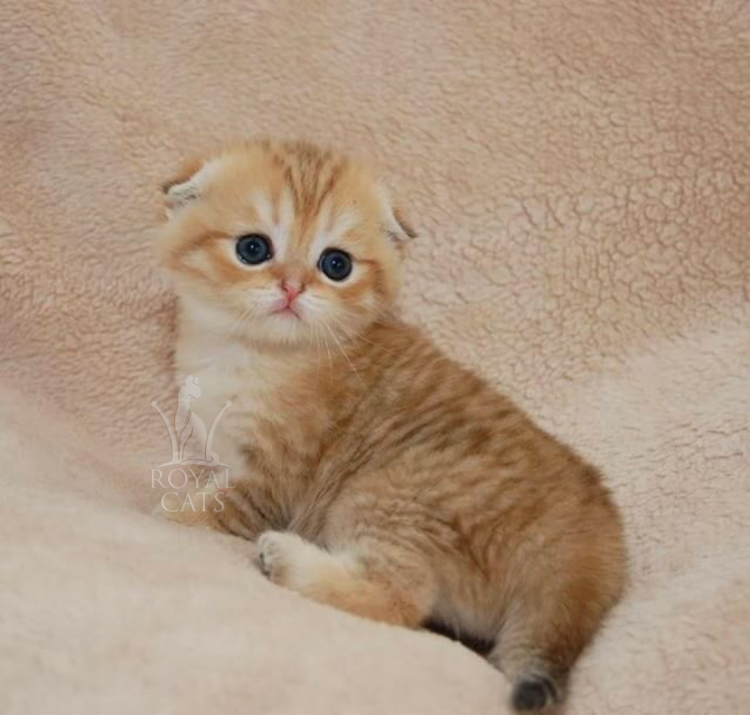 Шотландская кошка Золотая шиншилла