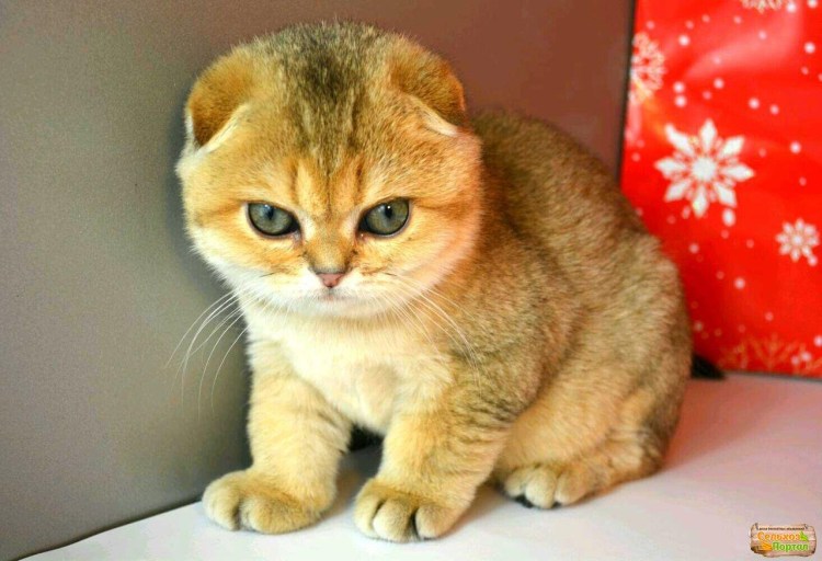 Золотая шиншилла ny11