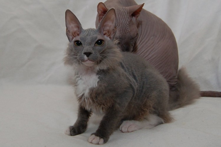 Котенок метис сфинкс