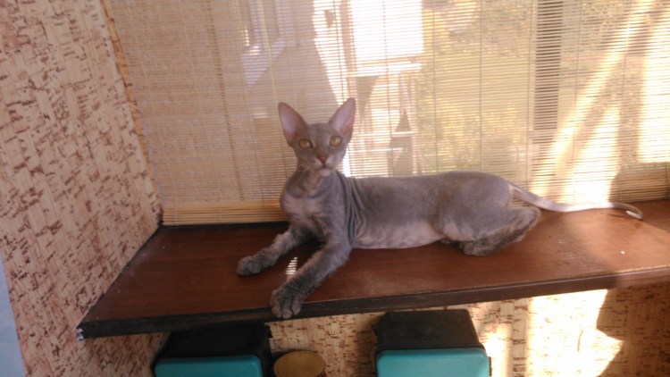 Донской сфинкс велюровый