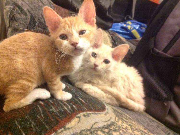 Если скрестить сфинкса с обычной кошкой