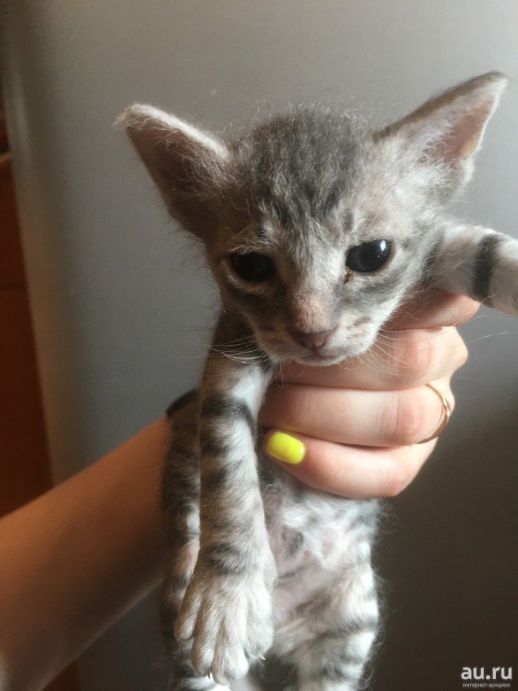 Кошка сфинкс метис