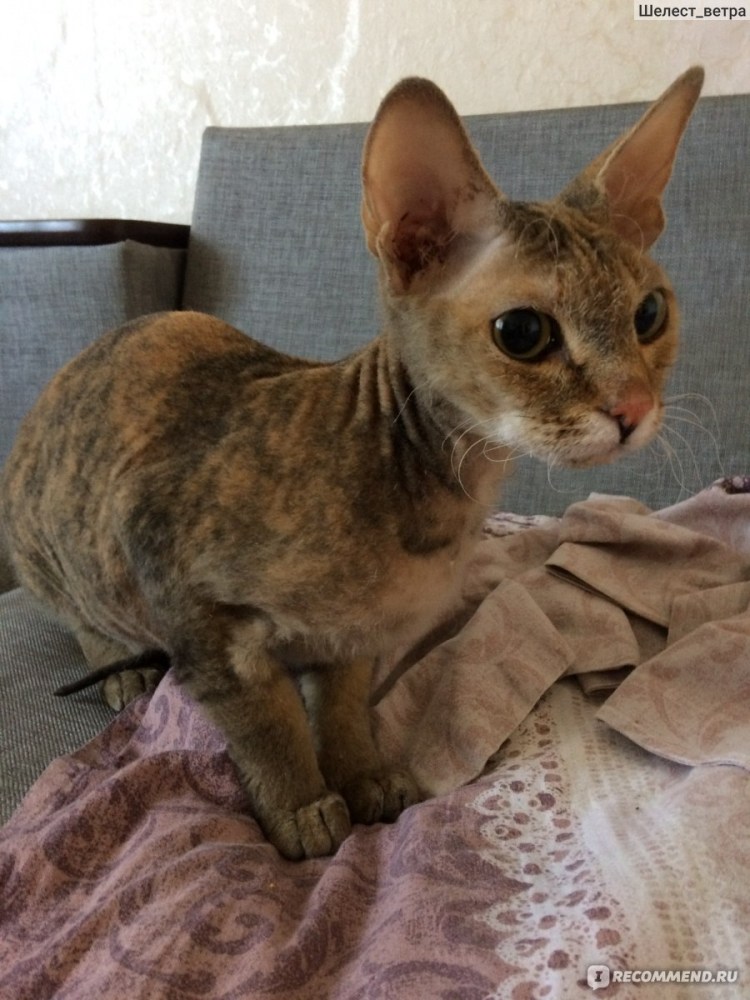 Сфинкс кот метис