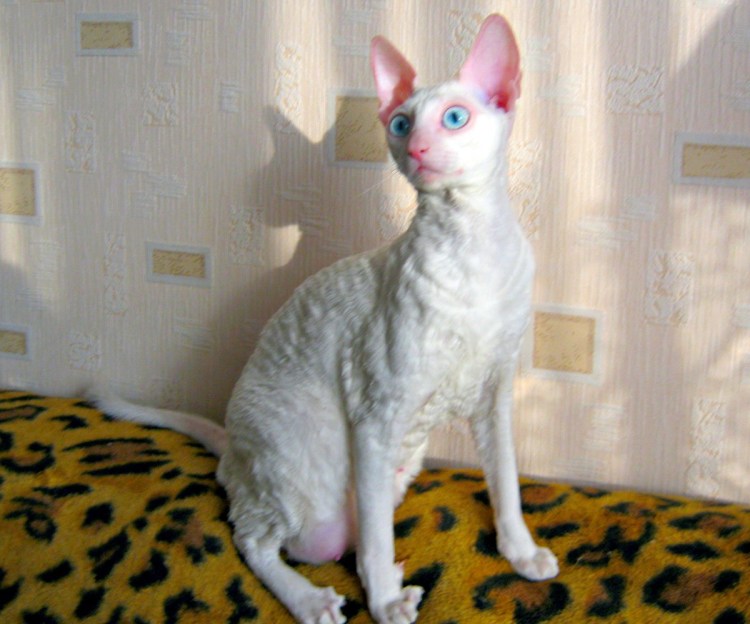 Смесь сфинкса с обычной кошкой котята