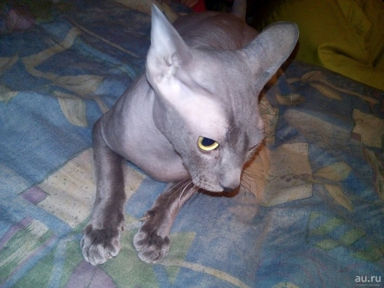 Помесь сфинкса и британца