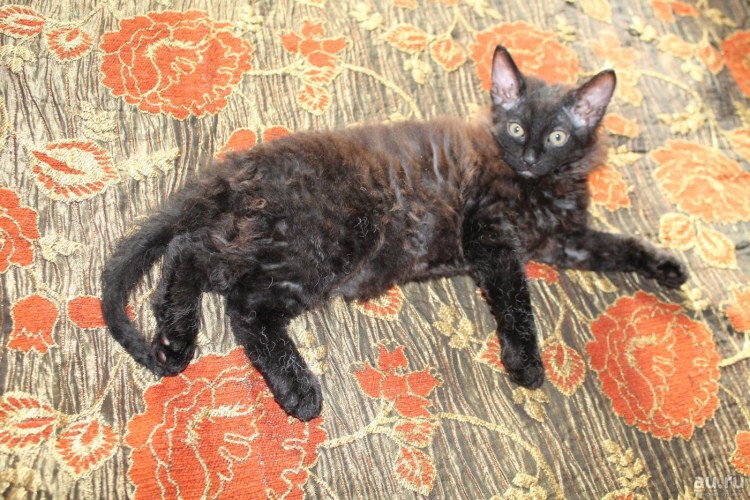 Корниш рекс сфинкс гибрид