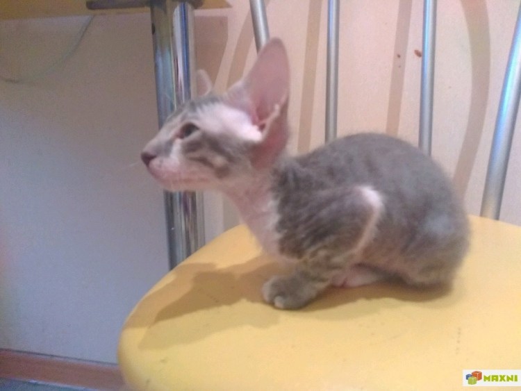 Смесь рыжего кота и сфинкса