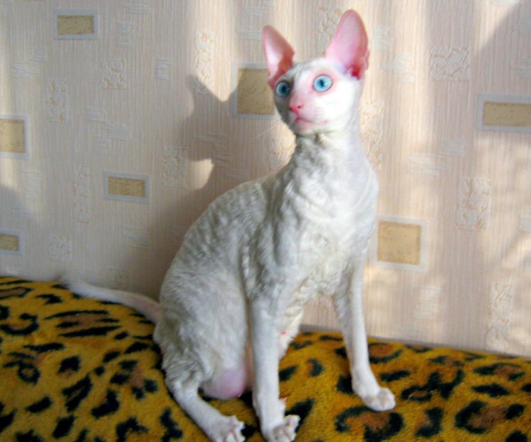 Корниш рекс кошка