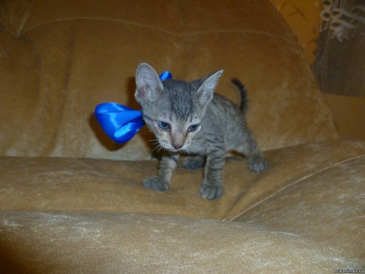 Донской сфинкс Бамбино