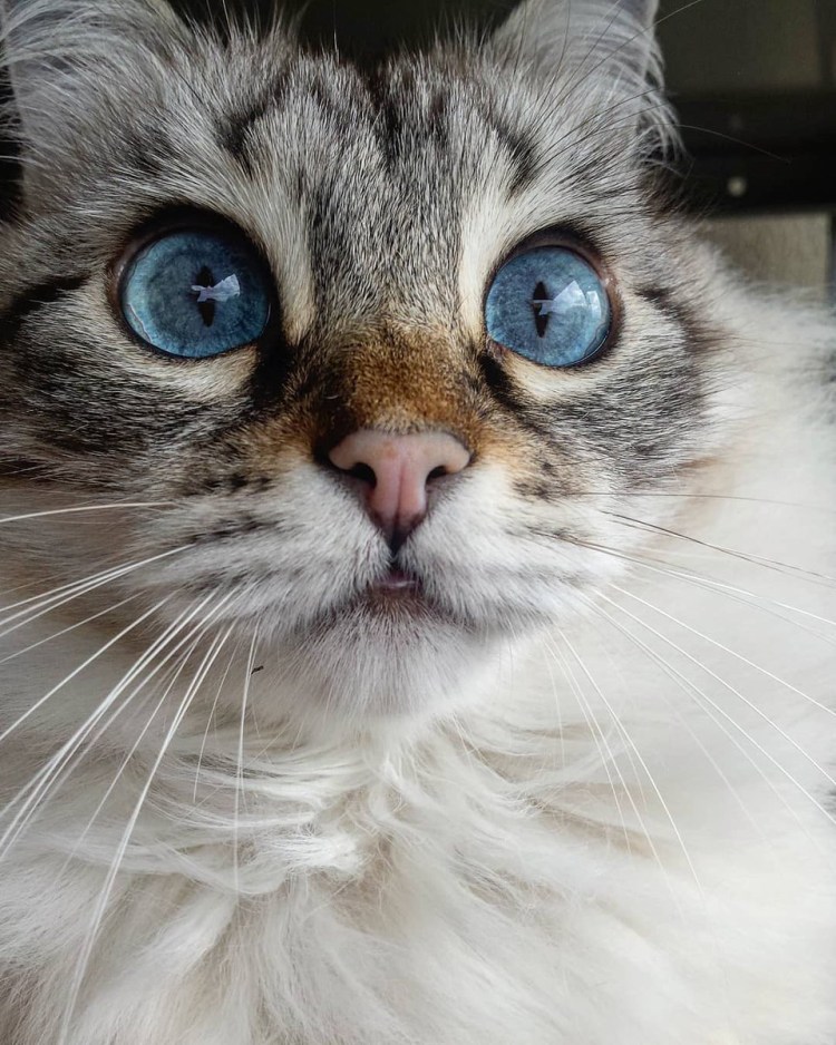 Смешные морды котов