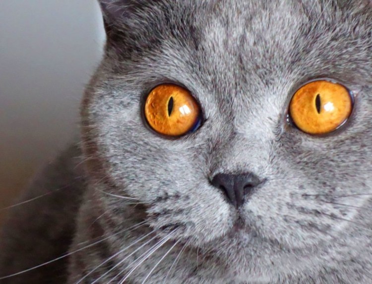 Кот в очках