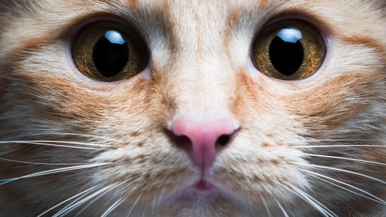 Коты с большими зрачками