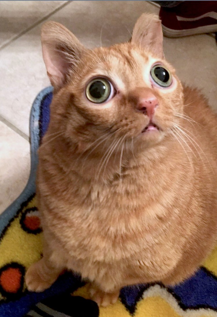 Коты удивление