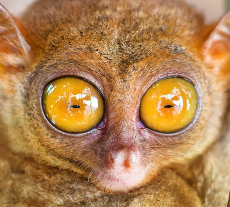 Рыжий кот с выпученными глазами