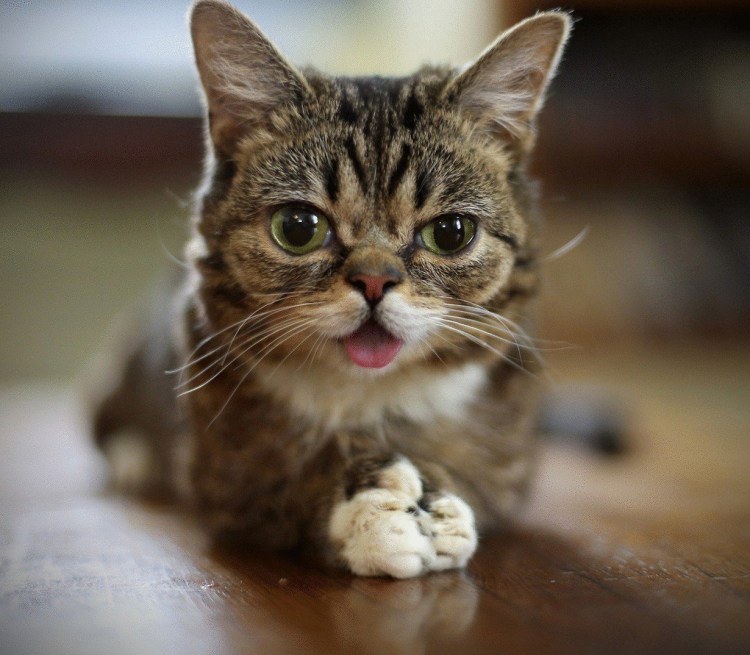 Кот Вилфред порода