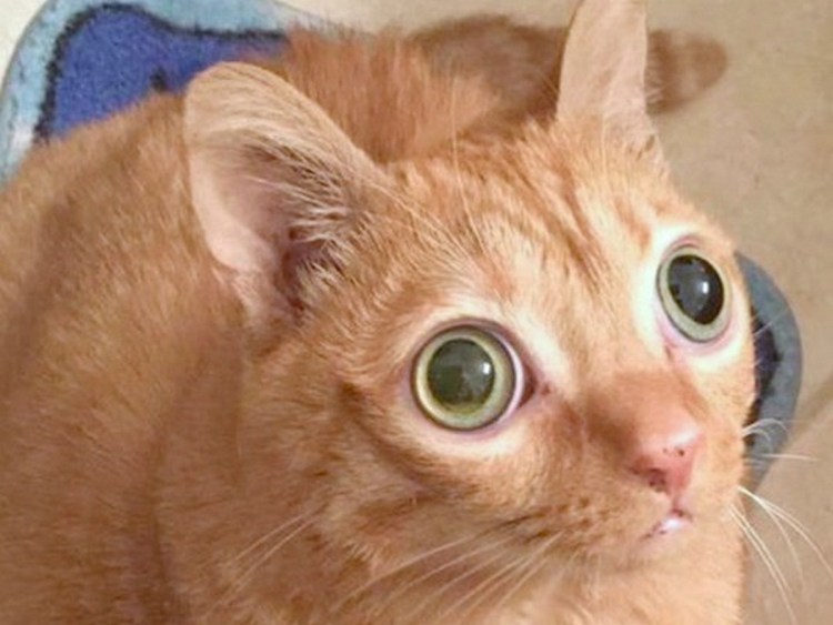 Мокрая кошка