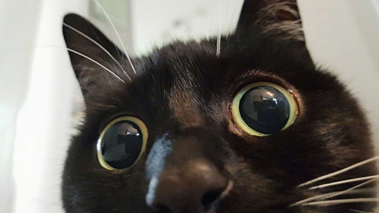 Кот вылупил глаза