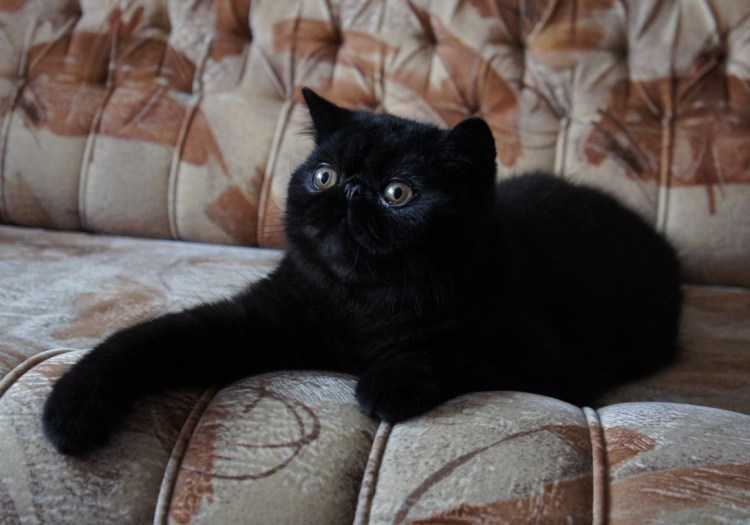 Черный котенок экзот
