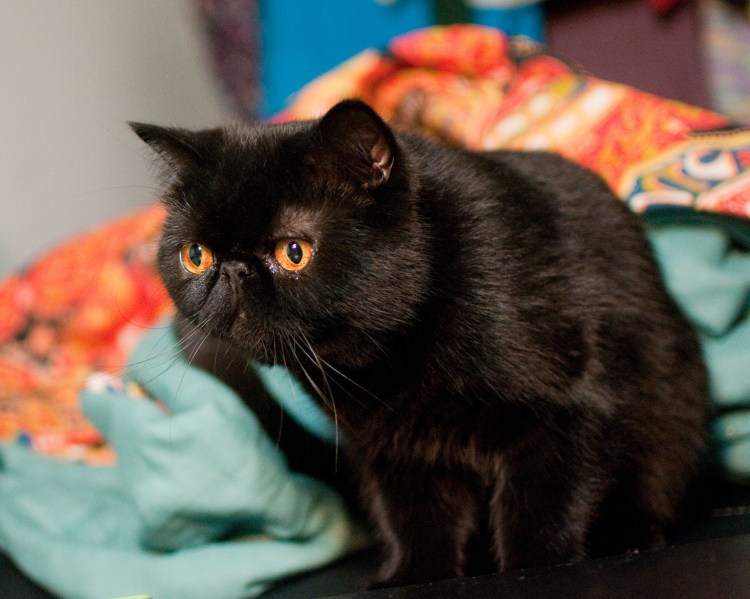 Экзот кошка длинношерстная