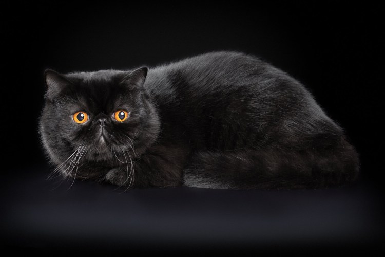 Короткошерстный экзот черный