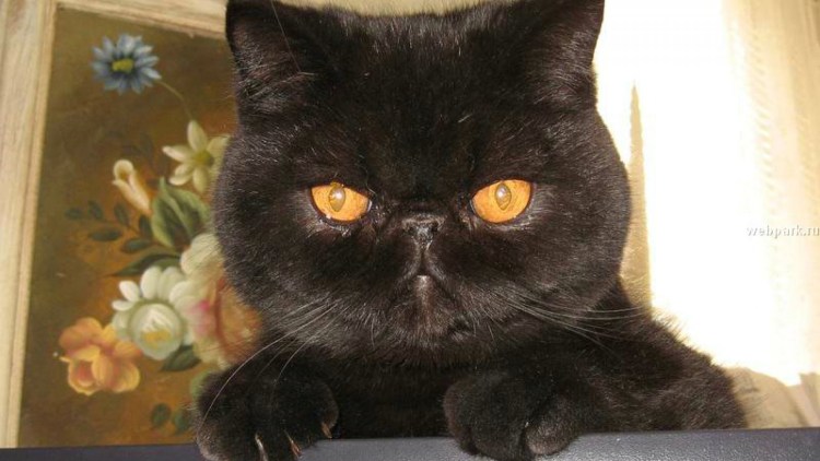 Экзот сидит чёрный