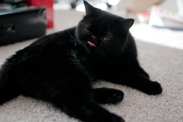 Кошки персы экзоты