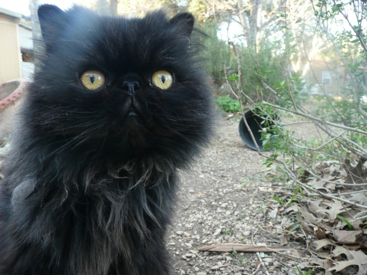 Черный экзот 6 месяцев