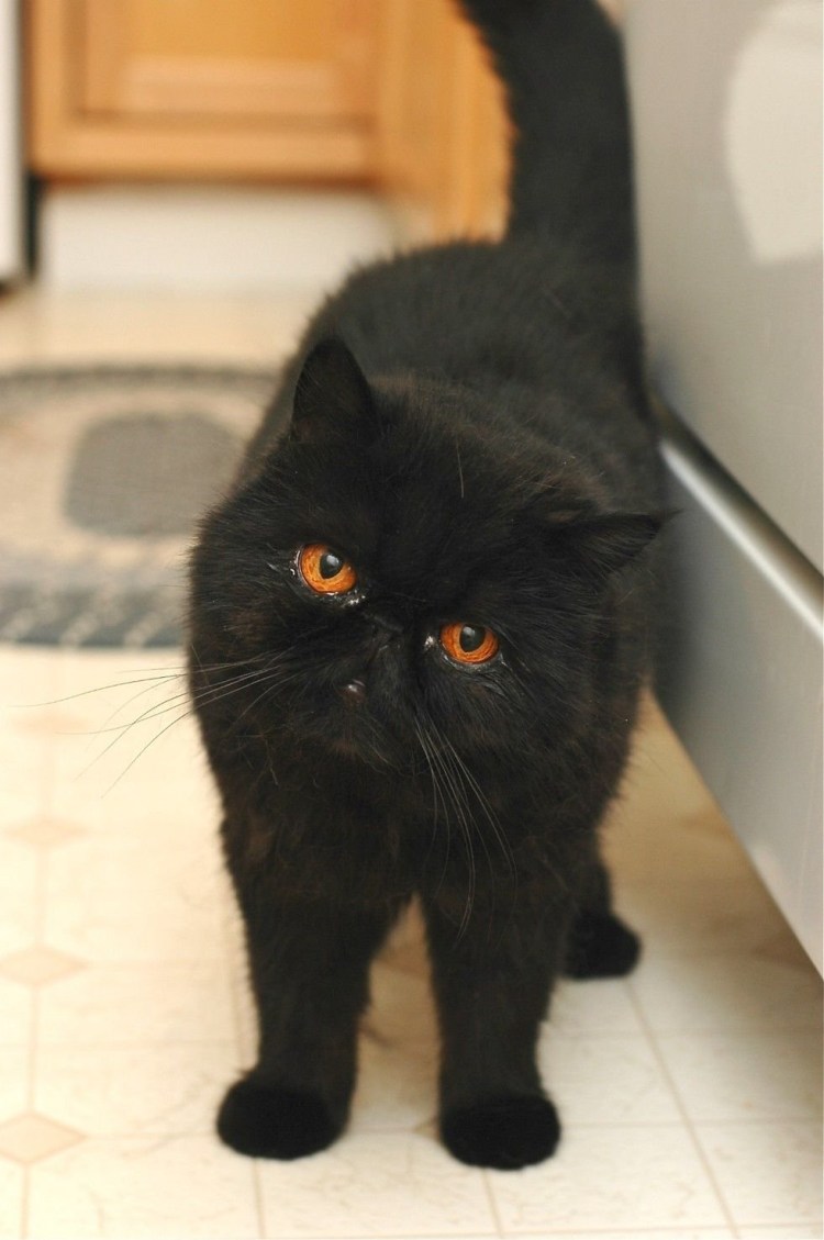 Кот экзот черный