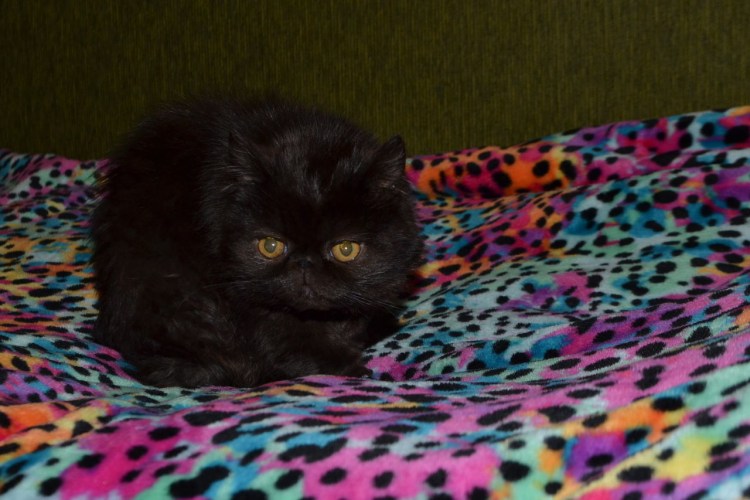 Вислоухий экзот Манчкин