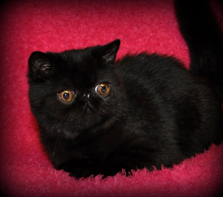 Экзот кошка черная