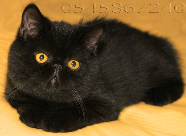 Кот экзот черный длинношерстный