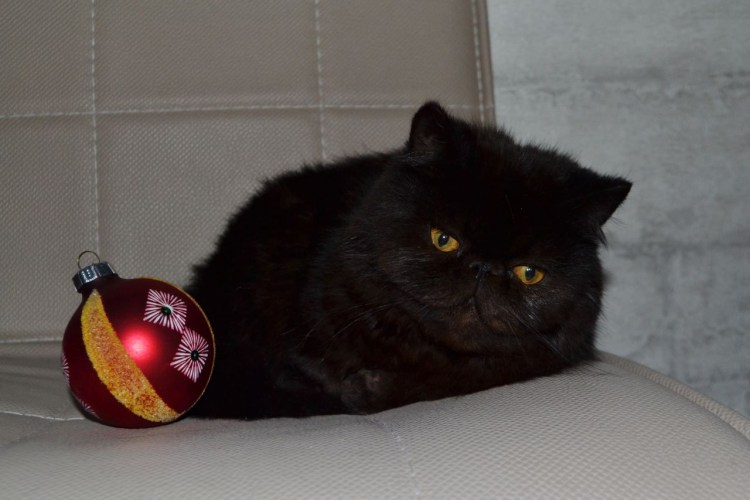 Персидский кот экзот черный