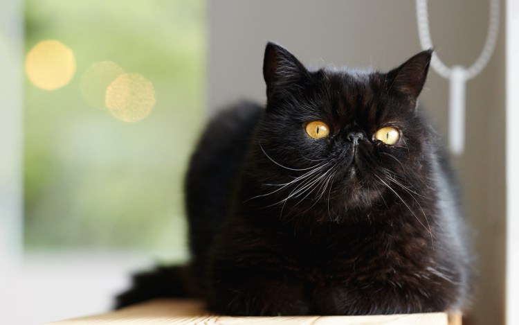 Персидская кошка чёрная вислоухая