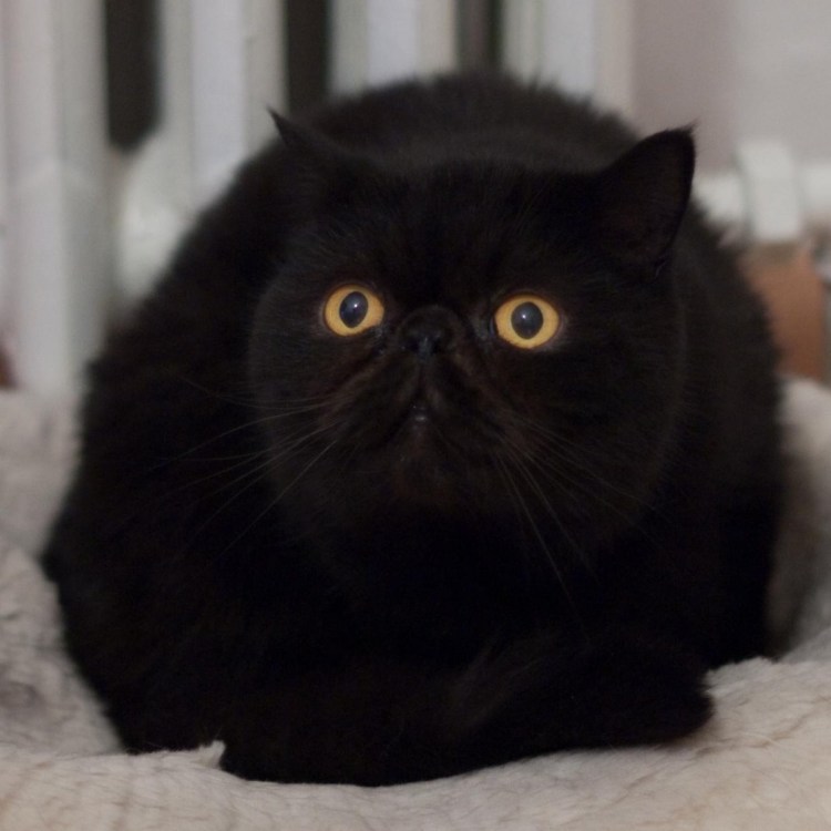 Кот породы экзот черный
