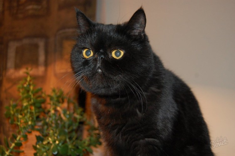 Персидская длинношерстная черная кошка