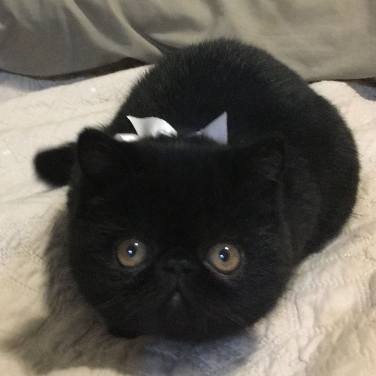 Экзот черно белый