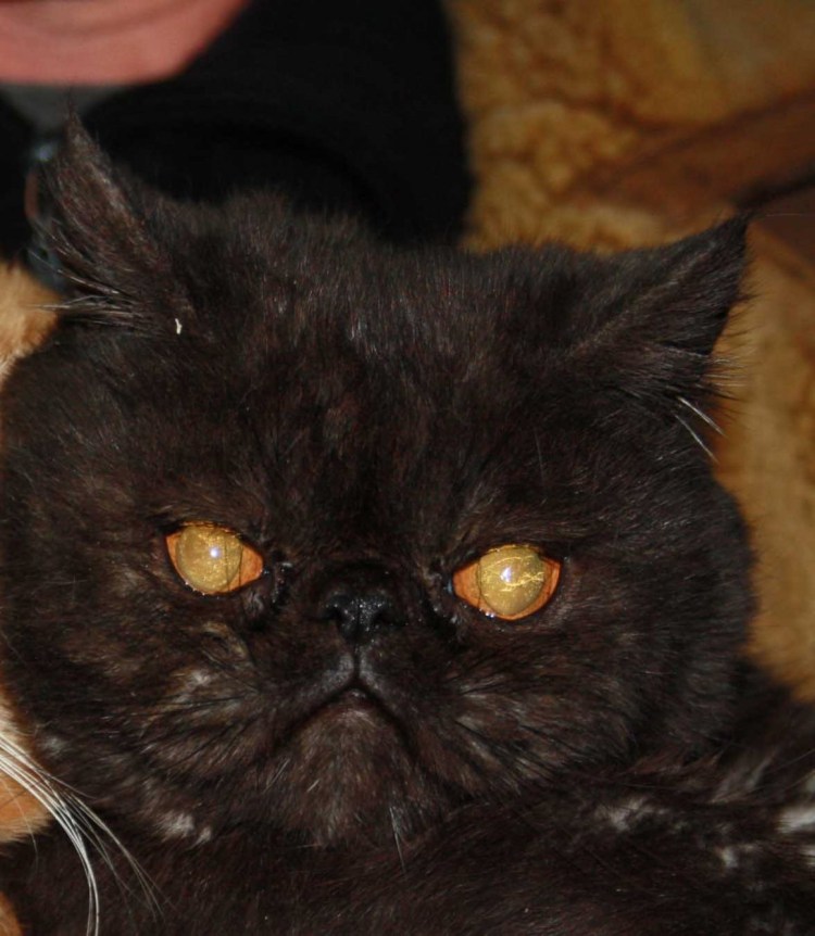 Кот экзот черный