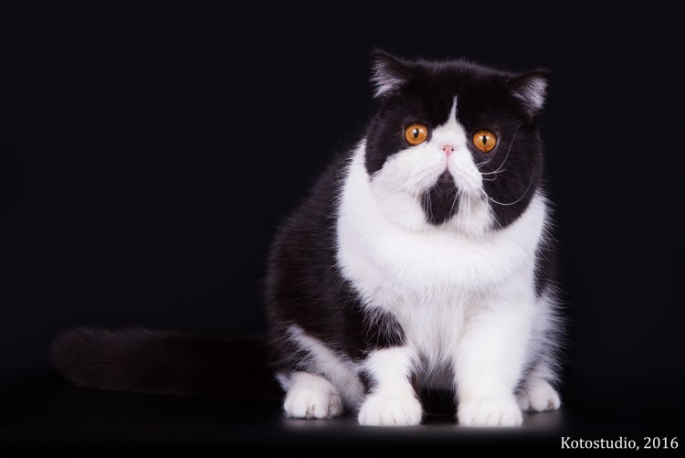 Экзот черный длинношерстный