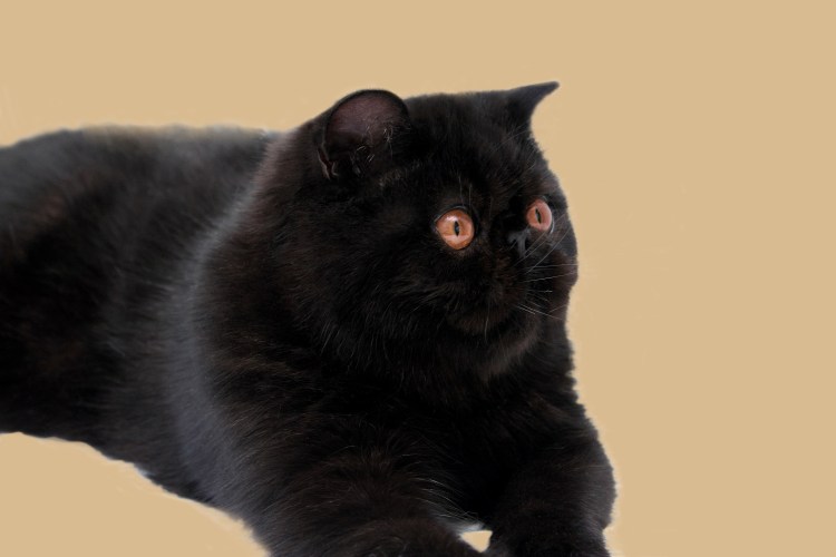 Персидский черный кот экзот длинношерстный