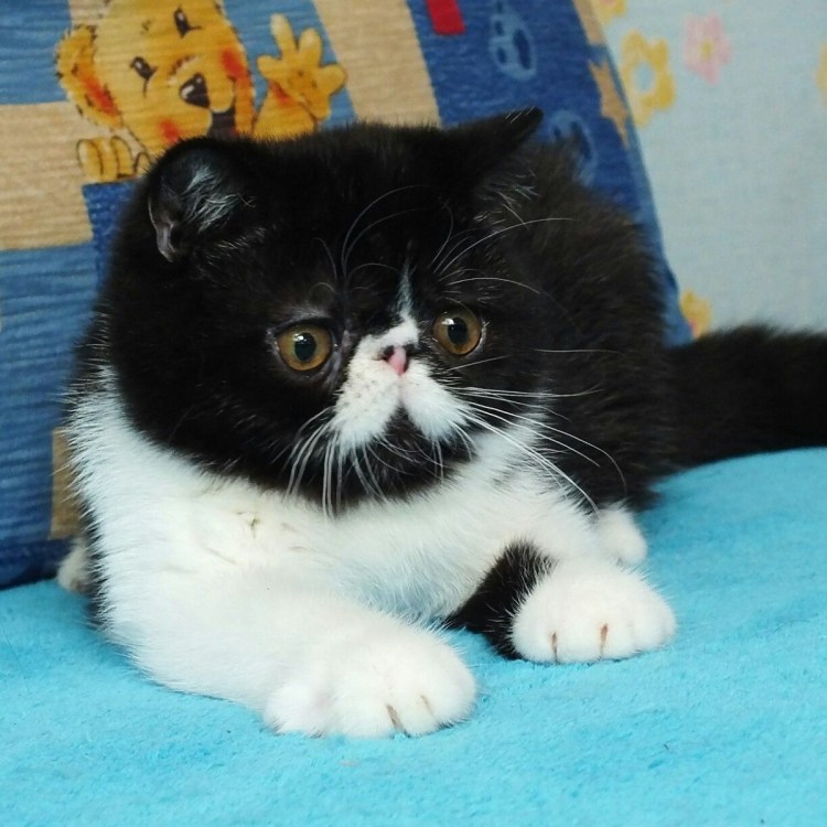 Гималайский экзот и перс