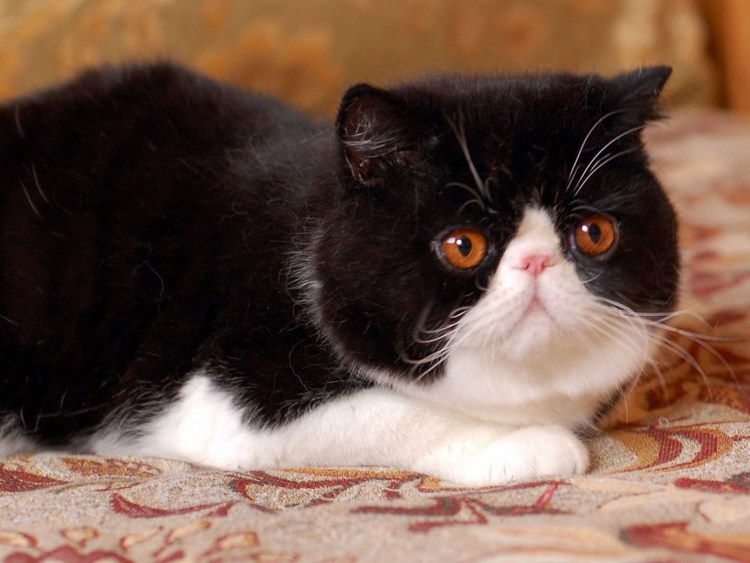 Персидский кот черный