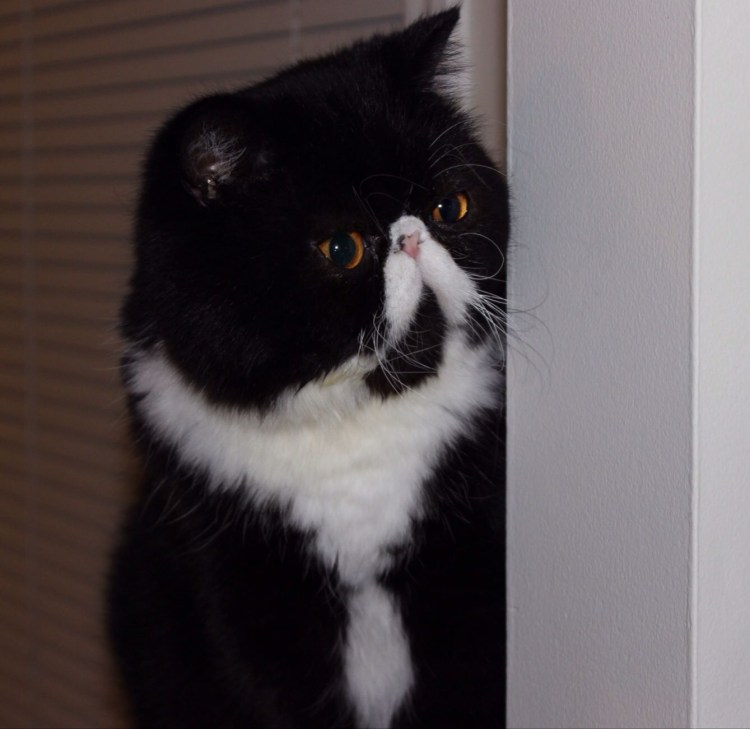 Черный.персидский кот прикольный