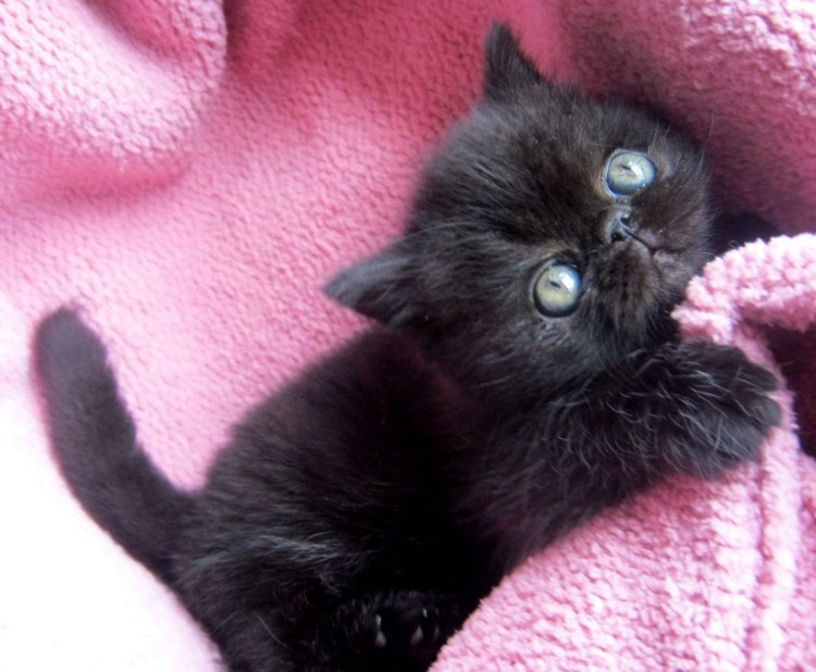 Персидский котенок черный экзот