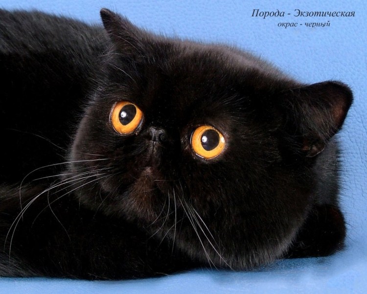 Черный котенок экзот