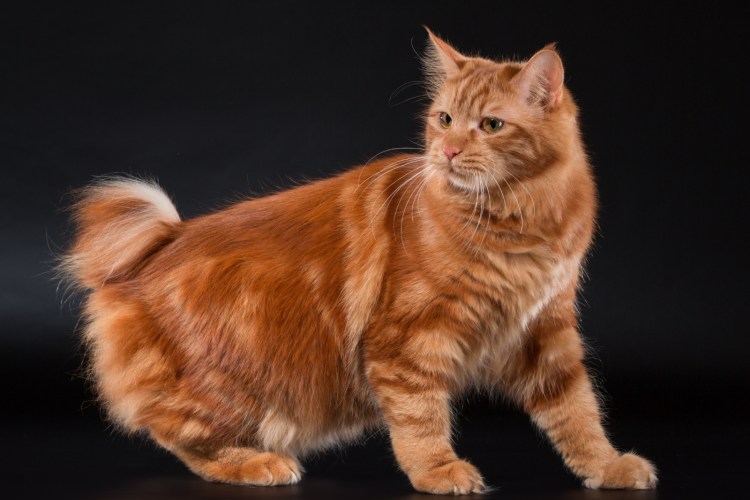 Котята породы Курильский бобтейл