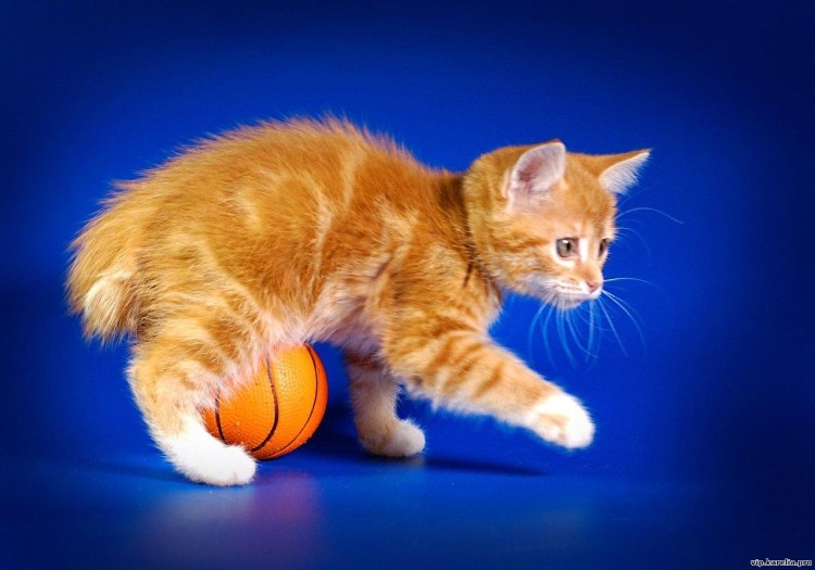 Тигровый макрелевый табби рыжий